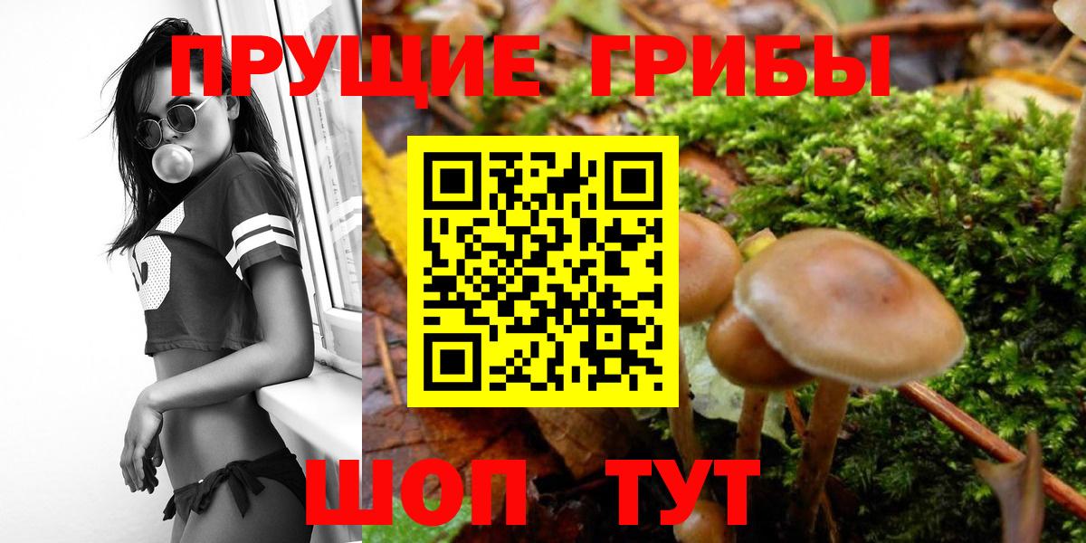 Галлюциногенные грибы прущие грибы Советск